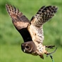 North Somerset Bird of Prey - Owl in Flight